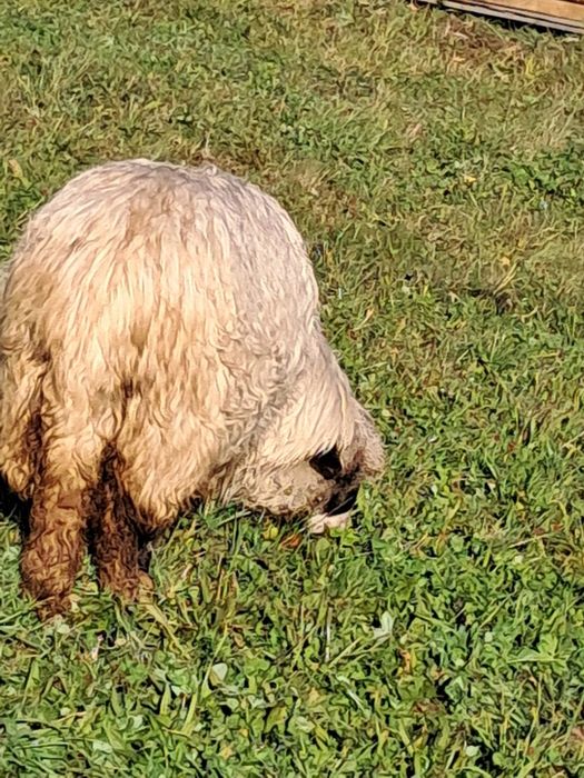 Oi de vânzare tinere