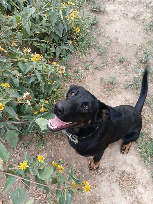 Отдадим в добрые руки