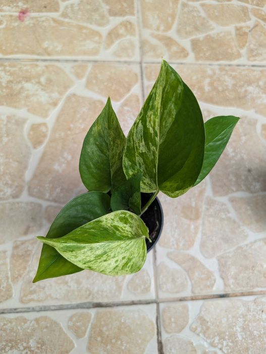 Flori de apartament