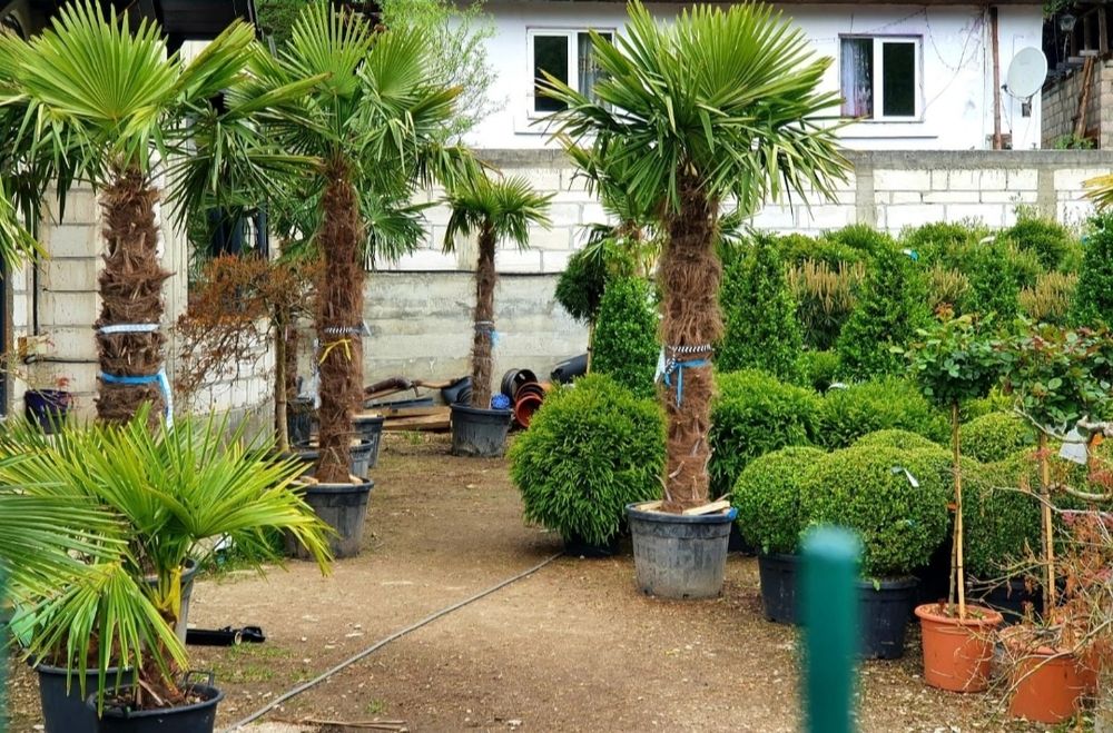 Palmieri Trachycarpus Fortunei 1.5m - 5m rezista pună la -20° C