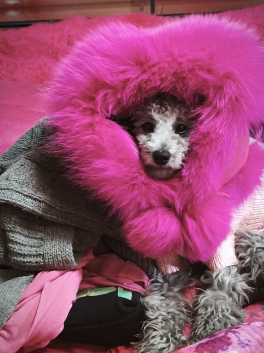 Шикарная девочка Той пудель 7  месяцев.