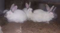 Продам крольчих (самки) 6-7 месяцев