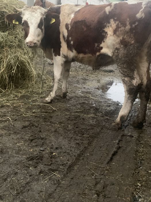 De vnzare juninca baltată