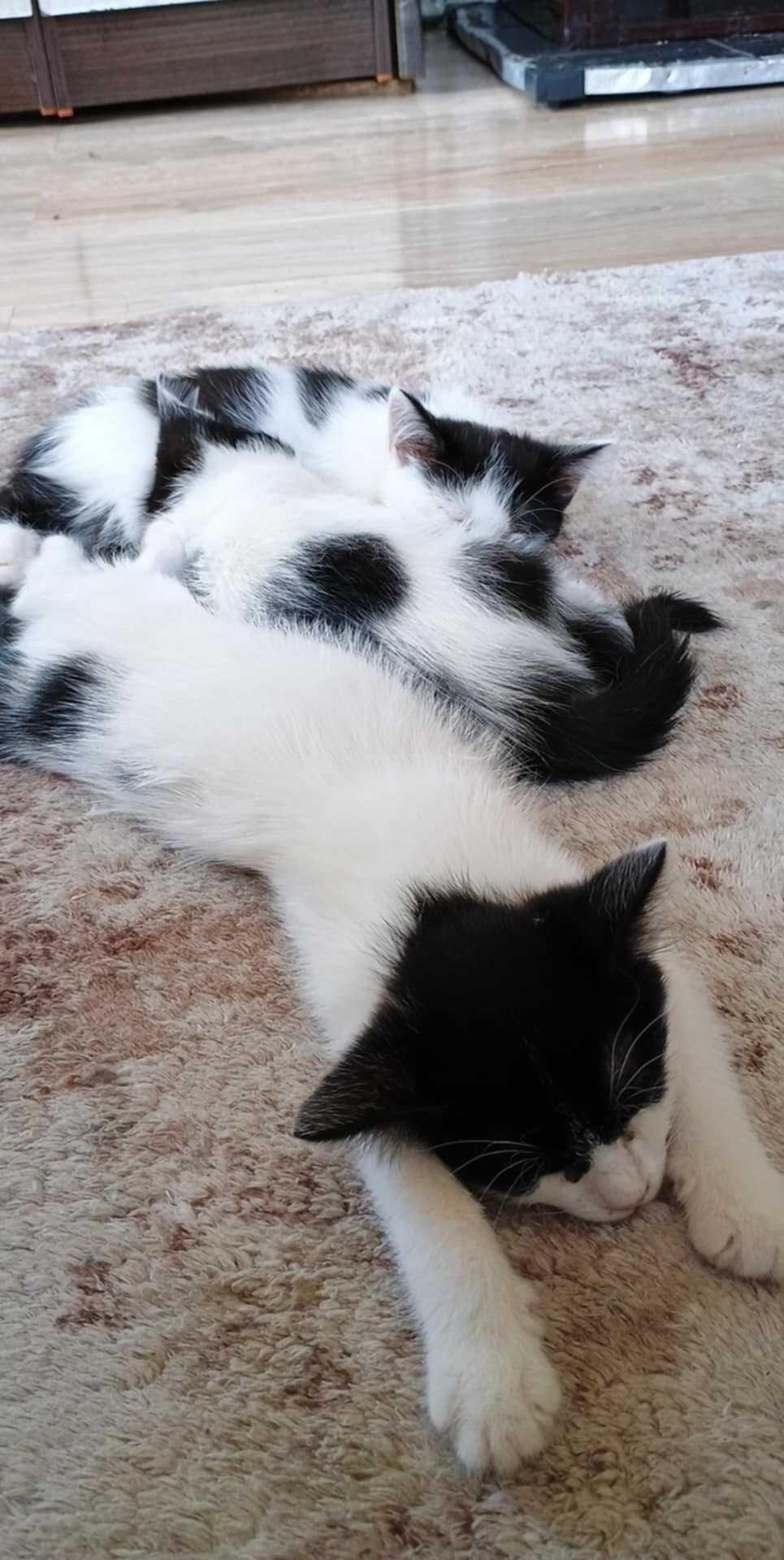 Подарявам котенца