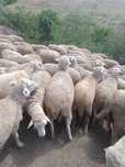 Vând 100 oi merinos