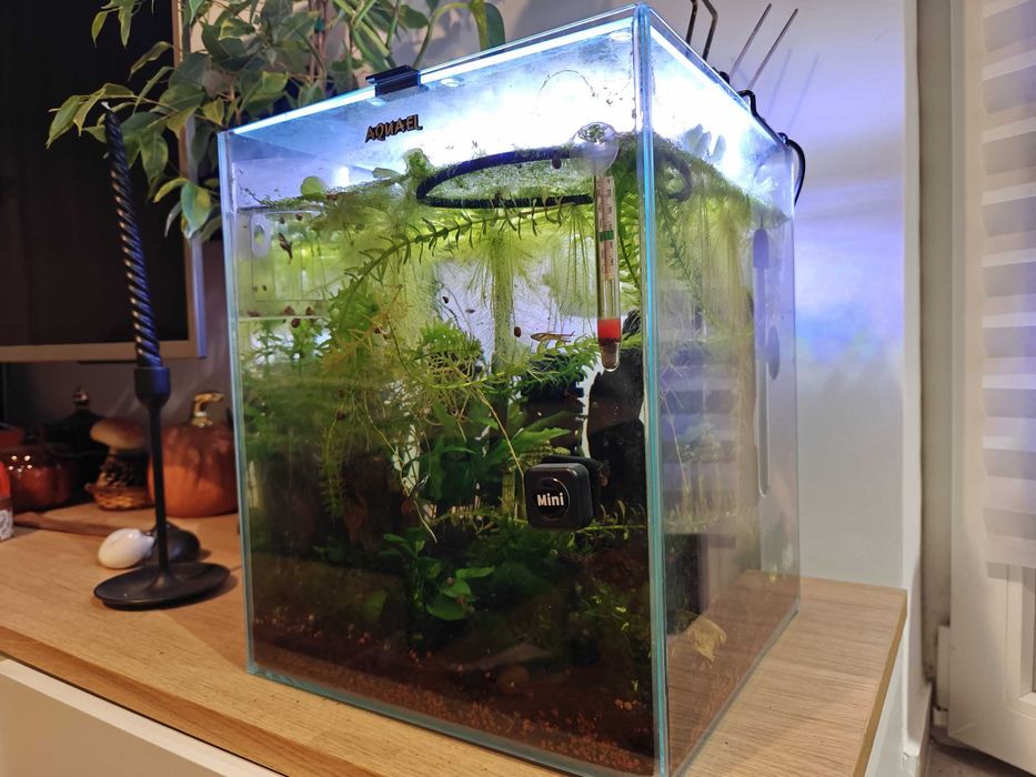 Vând acvariu complet dotat - Creveți, pești Endlers si Loach