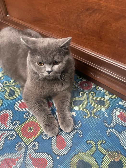 Кот британская порода