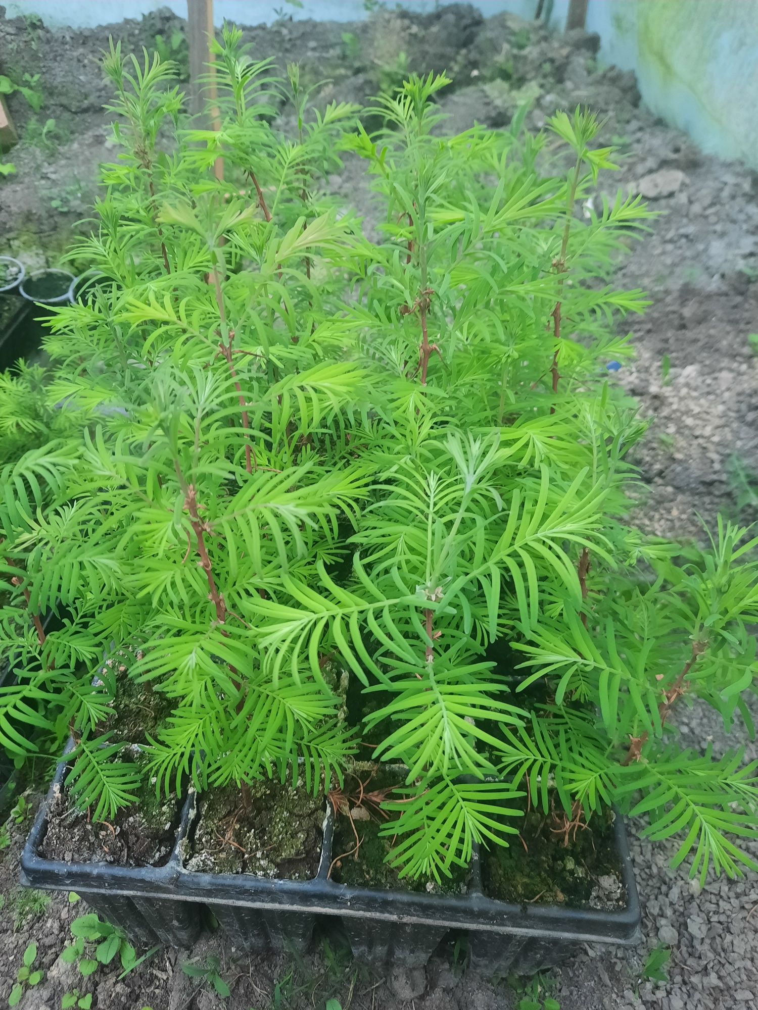 Puiet de Metasequoia glyptostroboides