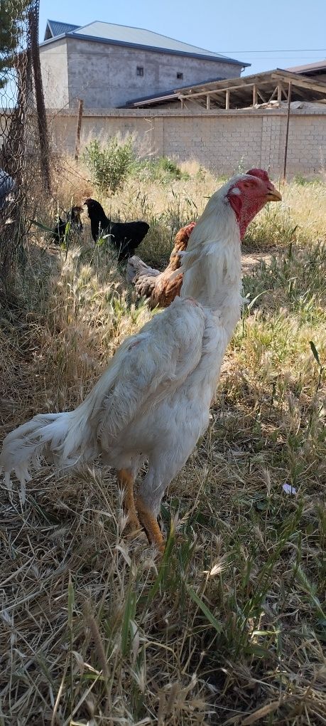 Жужа сотилади тоза кон брйо Кузи кур 8 ойли.