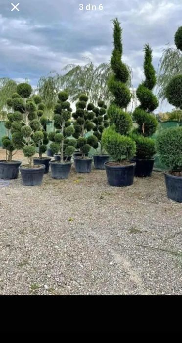 Vând plante ornamentale de înaltă calitate