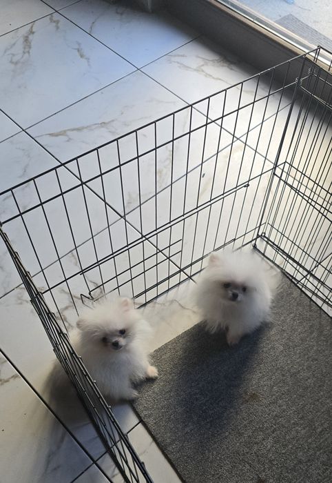 Мини Померан момчета