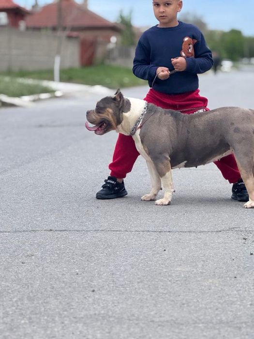 Американсо були хл