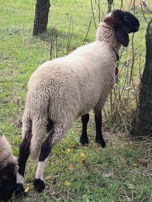 Vând 2 berbecuți,  berbeci de anul acesta, 2025