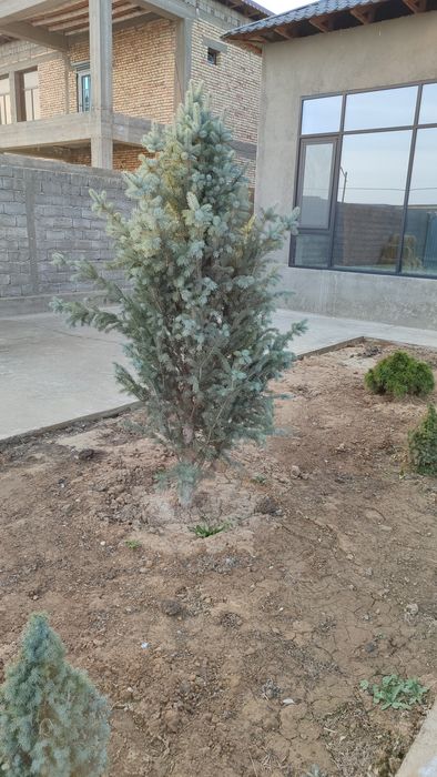 Продам елку голубая ель