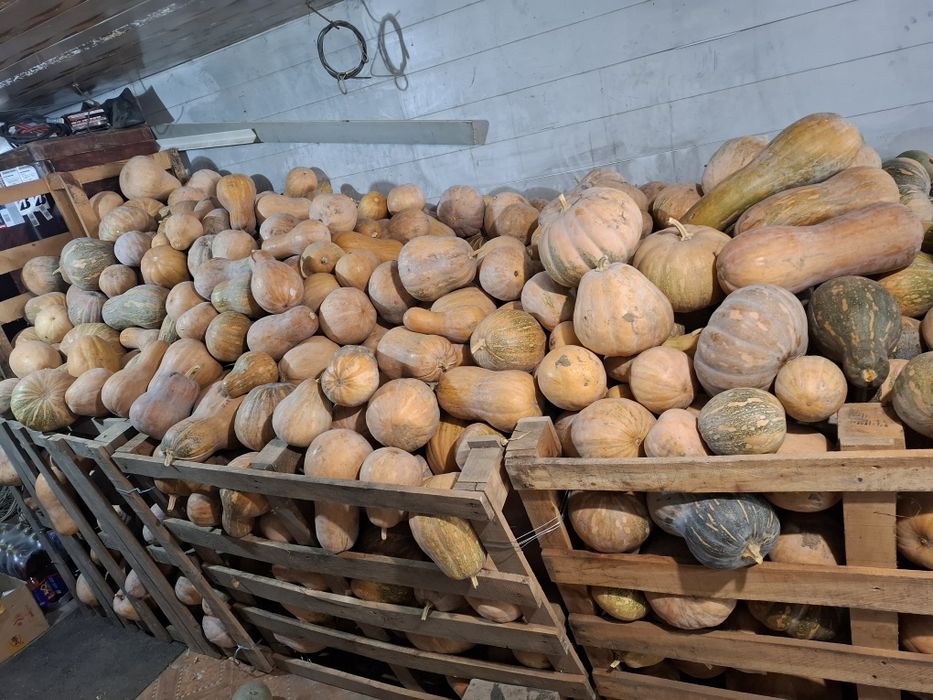 Тыква мантная вкусная