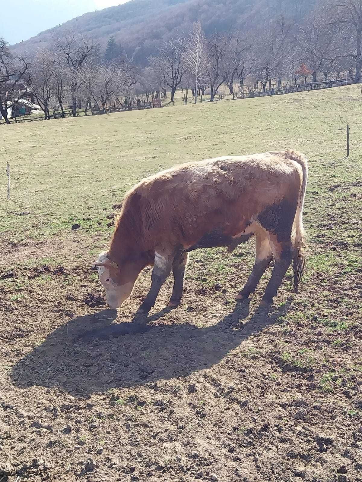 De vânzare  tauri