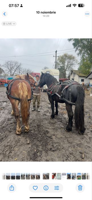 Pereche manji semi greu 2 ani