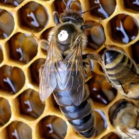 Пчелни отводки дадан блат и многокорпусни