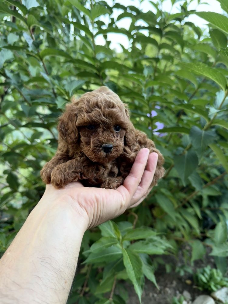 Пудел той момче. Puddle toy