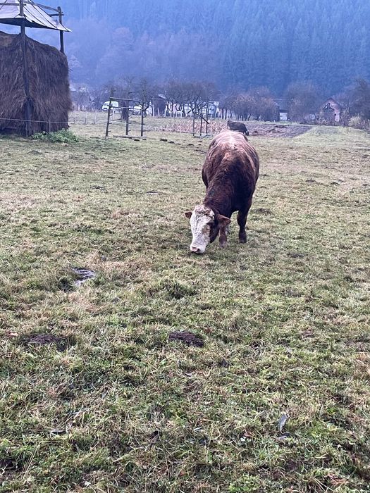 Tăurași 1 an jumate