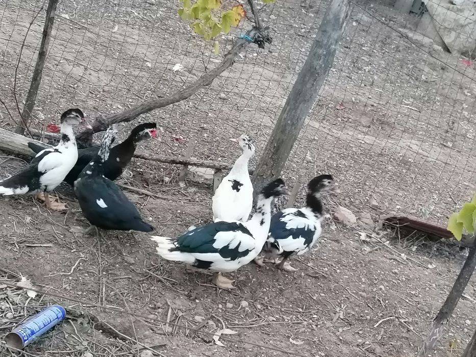 Rate mute boboace