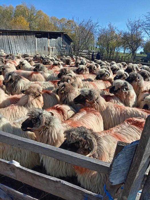 De vînzare 160 de oi țurcane