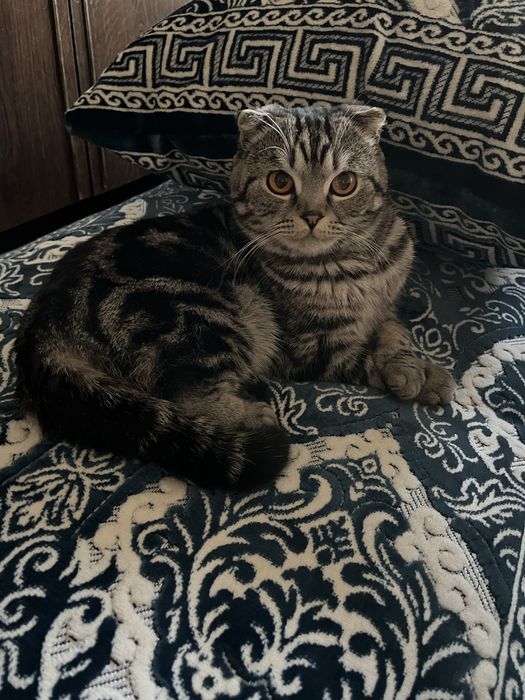 Вязка шотландского вислоухого кота