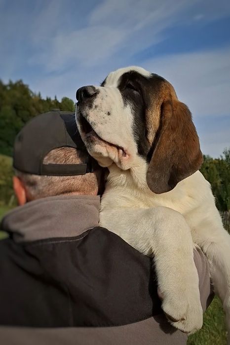 Femele de Saint Bernard cu Pedigree
