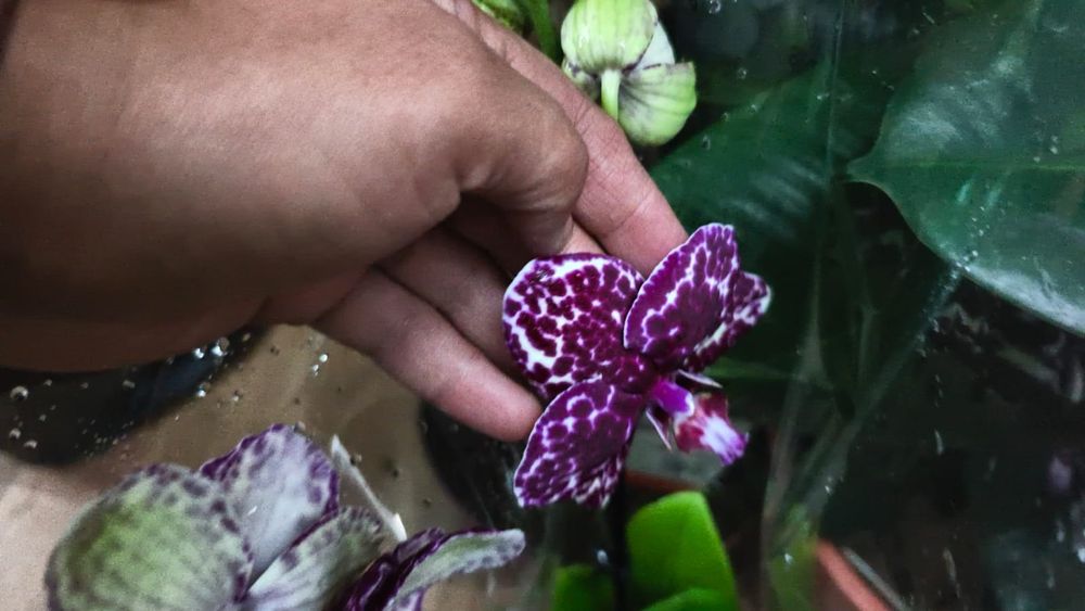 Ппродам орхидею дикий кот