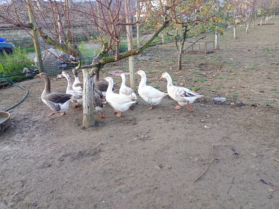 Продавам  - гъски