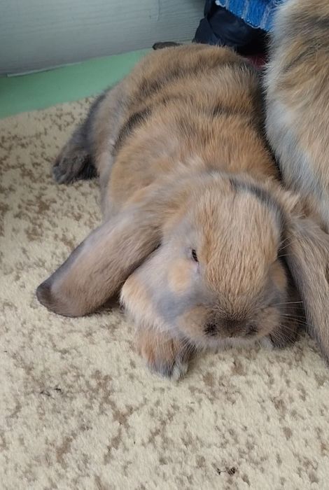 Продажа. Французские бараны.