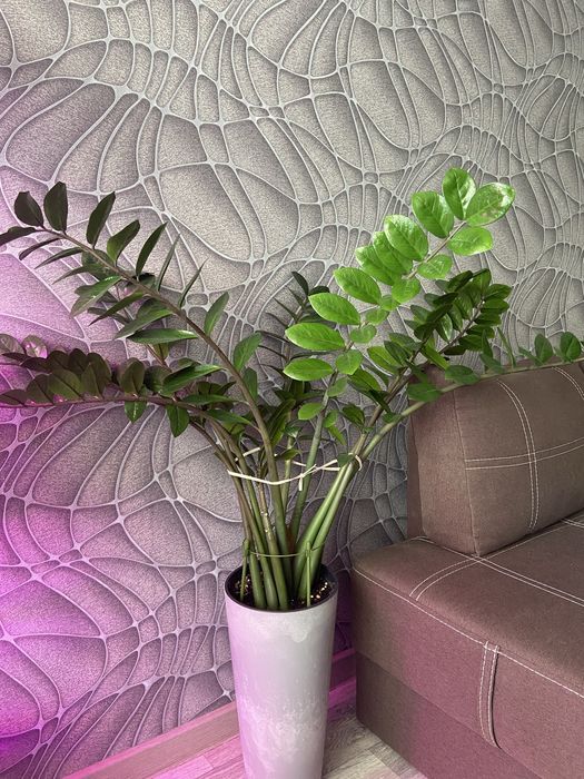 Продам доллоровое -замиокулькас