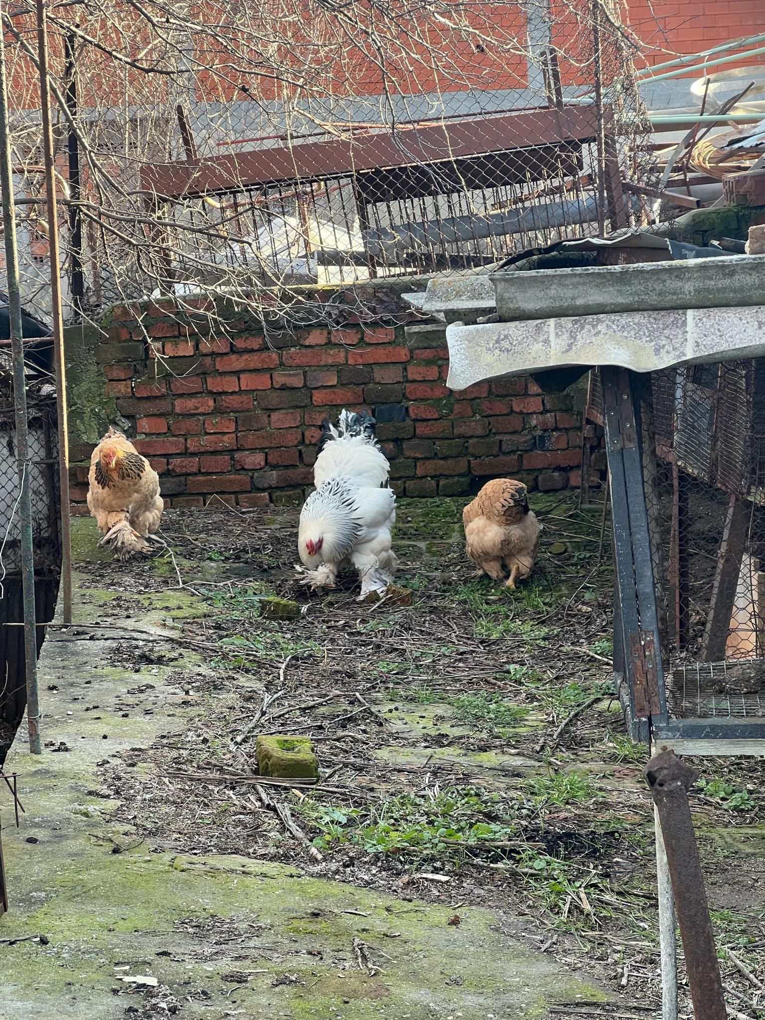 Продавам Колумбийски брами
