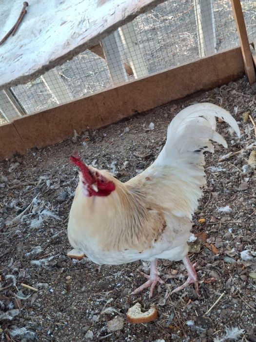 Русские куры продаю