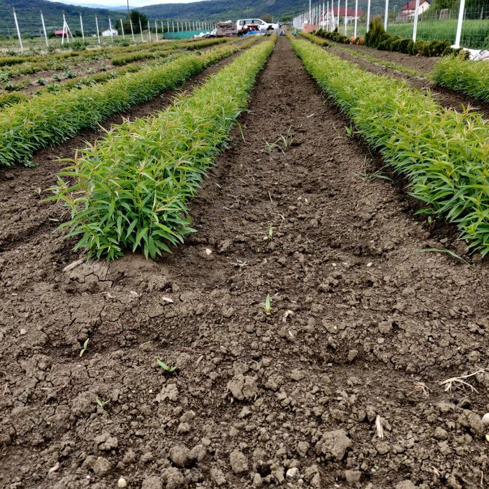 Marcote.Pomi cat.ll prun și nuci.