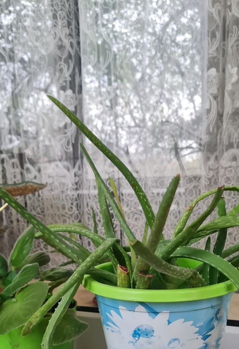 Алое 2- 3 летние отростки по 500 тенге