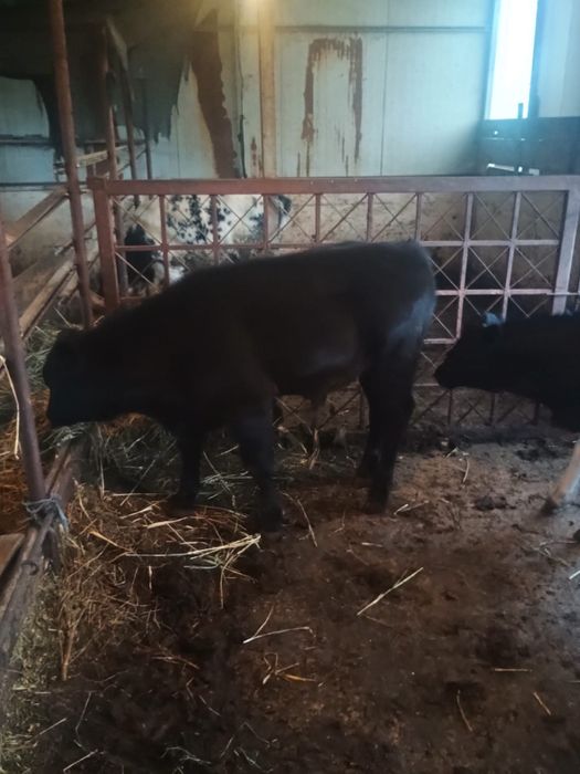 Vand 2 vitei de carne