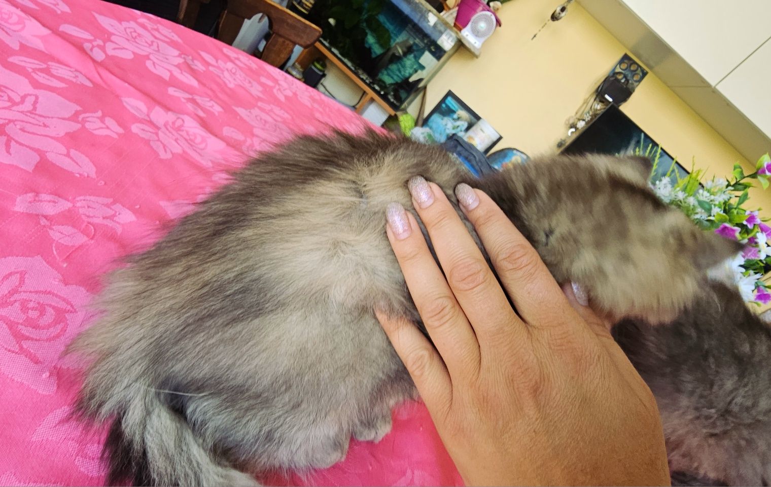 Дългокосмести златни котенца