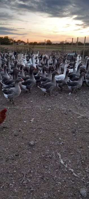 Vând gâște soi mare