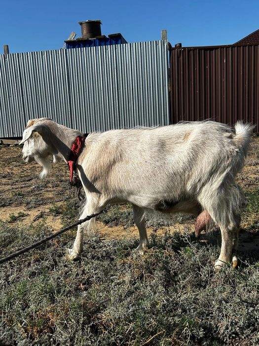 Сүтті ешкі занен порода лакгы мен