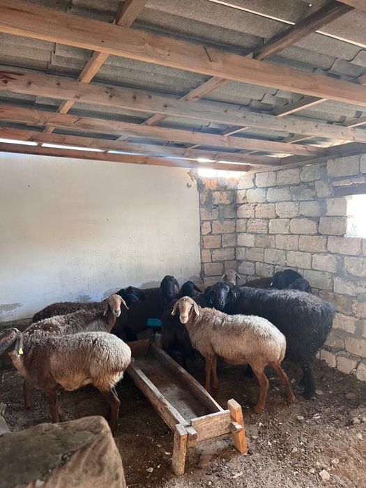 12 бас сатылады келісім бар