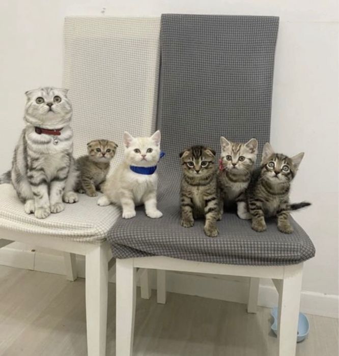 Котята скоттиш-страйт и Фолд!