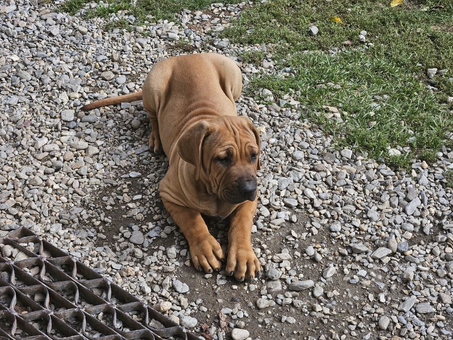De vanzare catei rasa Tosa Inu
