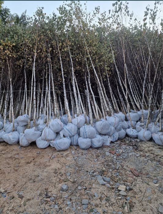 Mesteacan tei platan preț minim