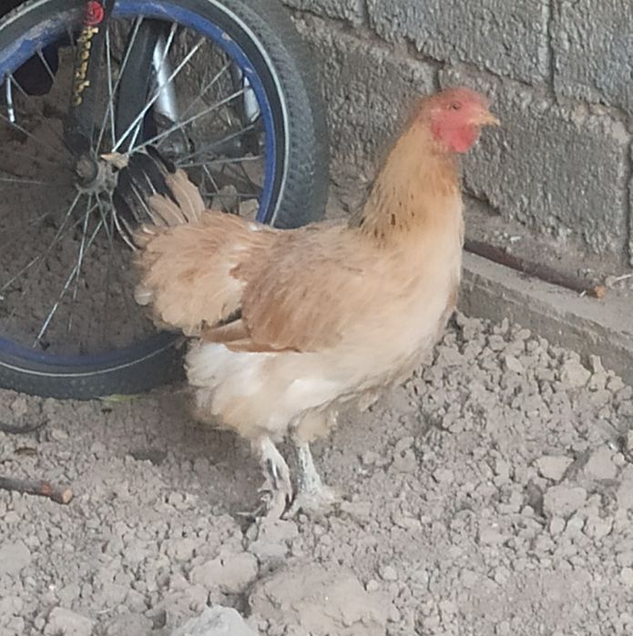 Tuxum qoʻyadigan tovuqlar sotiladi hammasi  yosh