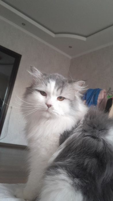 Домашние кошки ищут своих хозяев