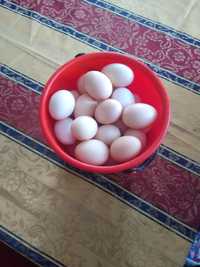 Ouă de casă bio de vanzare