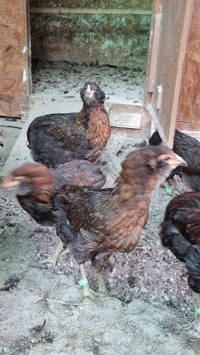 Araucana potarnichiu salbatic.