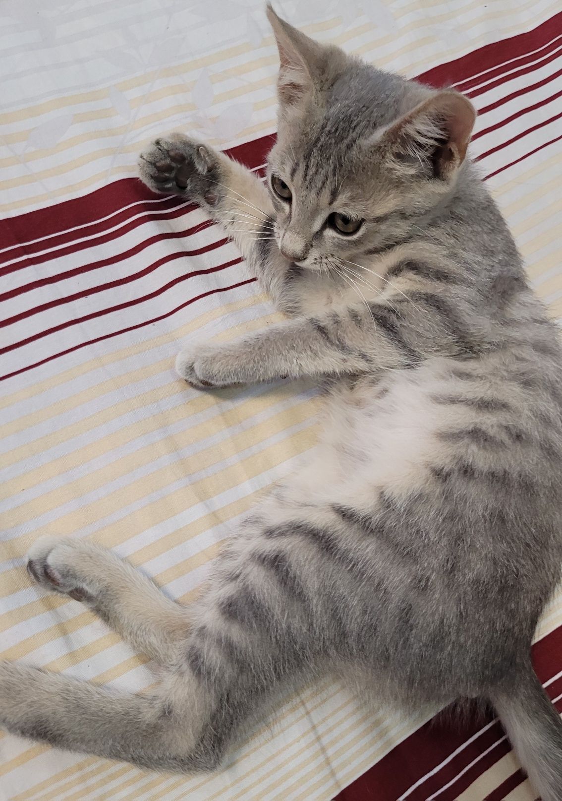 Uy mushugi 2oyli tekinga beriladi qiz