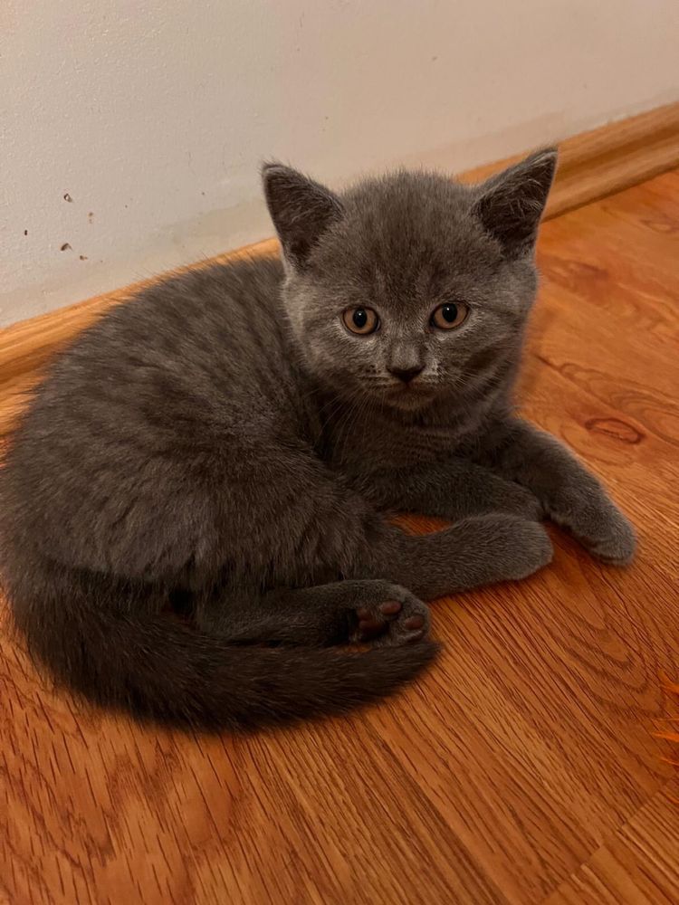 puiuti scottish fold/straight si british